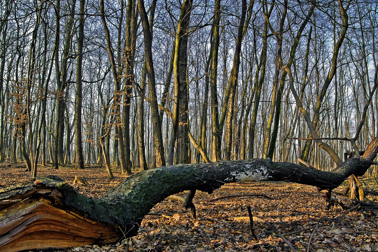 forest, trees, autumn, bare trees, fallen tree, tree trunk, dried leaves, undergrowth, nature, panorama, scenic, fallen tree, fallen tree, fallen tree, fallen tree, fallen tree